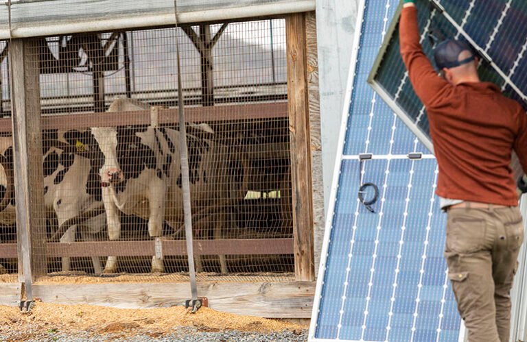 La nouvelle installation solaire SunCommon alimente une ferme laitière du Vermont