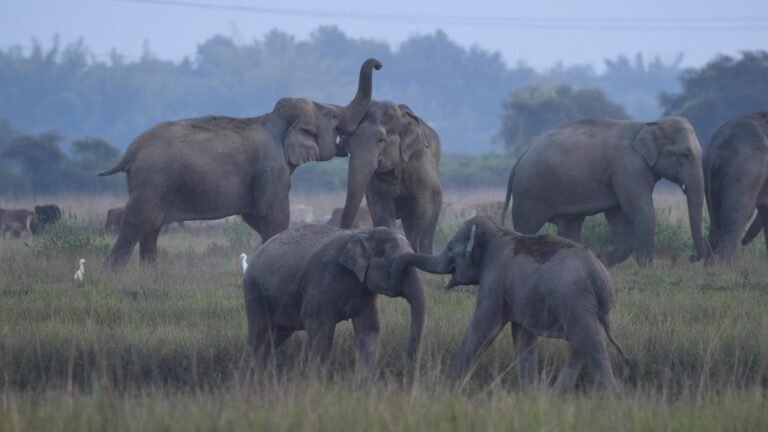 Un troupeau d’éléphants de Malaisie piétine une voiture après qu’un conducteur ait heurté un bébé éléphant