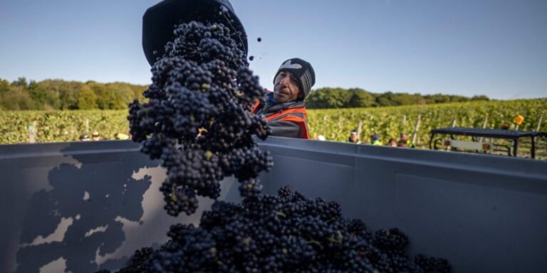 Le changement climatique remodèle rapidement l’industrie vitivinicole britannique