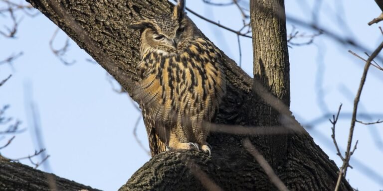 Pourquoi Flaco le hibou est-il mort à New York ?