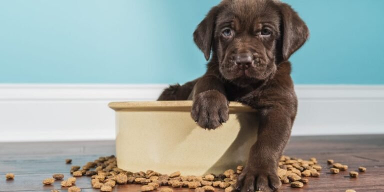 Comment regarder et diffuser le Puppy Bowl 2024 en direct en ligne gratuitement sans câble, sur Animal Planet